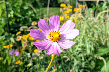 Fototapeta premium Pink flower on a green field meadow in bright sunny weather