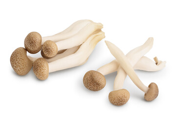 Brown beech mushrooms or Shimeji mushroom isolated on white background with clipping path and full depth of field.