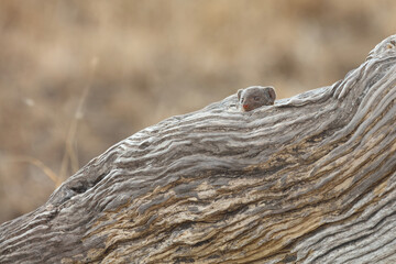 Südliche Zwergmanguste / Dwarf Mongoose / Helogale parvula