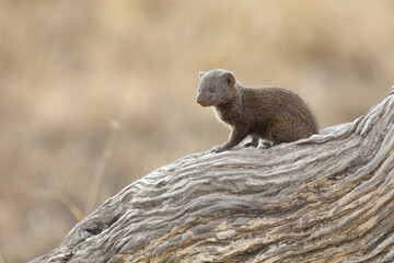 Südliche Zwergmanguste / Dwarf Mongoose / Helogale parvula