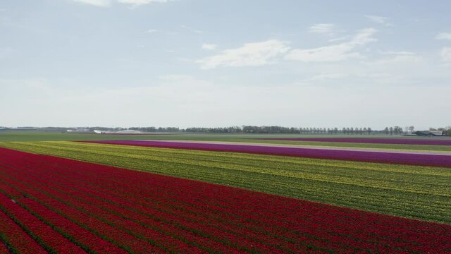 Aerial Dutch tulip fields