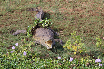 Nilkrokodil / Nile Crocodile / Crocodylus Niloticus