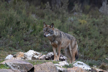 Naklejka na ściany i meble Lobo ibérico entre vegetación 