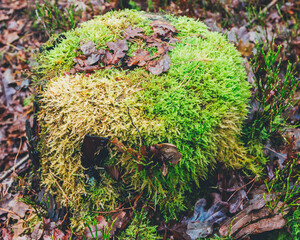moss on the rocks
