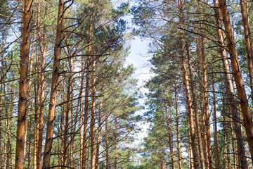 Obraz premium pine grove in summer