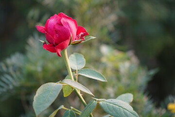 Red Rose