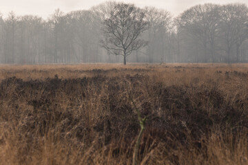 misty morning in the field