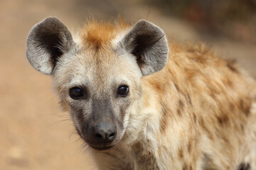 T&uuml;pfelhy&auml;ne / Spotted Hyaena / Crocuta crocuta.