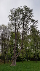 Beautiful spring flowers