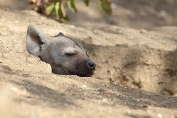 Tüpfelhyäne / Spotted Hyaena / Crocuta crocuta.