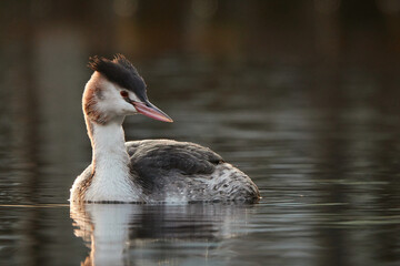 portrait of a young great crested grebe at the lake