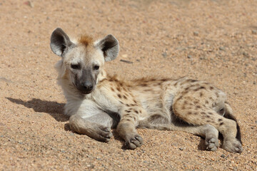 Tüpfelhyäne / Spotted Hyaena / Crocuta crocuta.