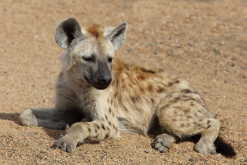 Tüpfelhyäne / Spotted Hyaena / Crocuta crocuta.