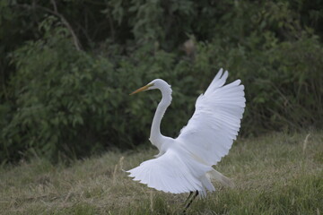 White egret in North America