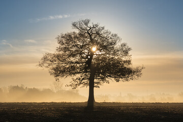 Fototapeta premium Silhouette of a solitary oak tree in a field with early morning sunlight and frosty mist.