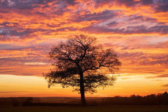 Silhouette of a solitary oak tree at sunset with a dramatic red sky. Much Hadham, Hertfordshire. UK