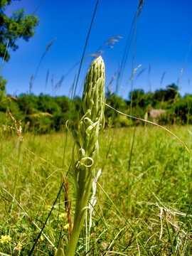 Close up of a Lizard orchid (Himantoglossum hircinum) bud