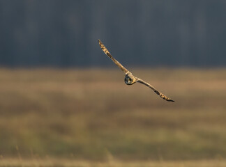 Short-eared Owl Flying Over Field in Fall