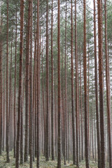 Brown, straight, long pine trunks