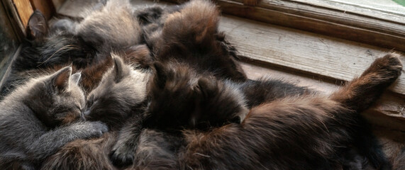Mother cat feeds her kittens on windowsill