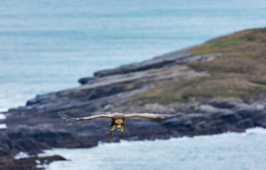 GRIFFON VULTURE - BUITRE LEONADO (Gyps fulvus), Sonabia, MONTAÑA ORIENTAL COSTERA, Cantabrian Sea,...