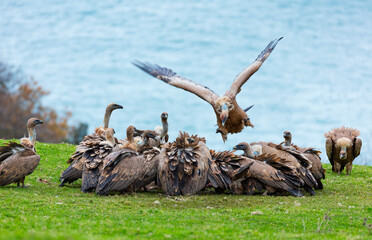 GRIFFON VULTURE - BUITRE LEONADO (Gyps fulvus), Sonabia, MONTAÑA ORIENTAL COSTERA, Cantabrian Sea,...
