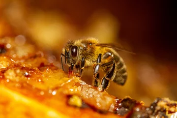 Rolgordijnen Honingbij verzamelt honing uit het frame. © BeeApiaries
