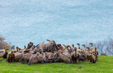 GRIFFON VULTURE - BUITRE LEONADO (Gyps fulvus), Sonabia, MONTAÑA ORIENTAL COSTERA, Cantabrian Sea,...