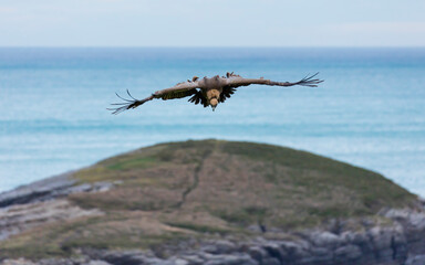 GRIFFON VULTURE - BUITRE LEONADO (Gyps fulvus), Sonabia, MONTAÑA ORIENTAL COSTERA, Cantabrian Sea,...