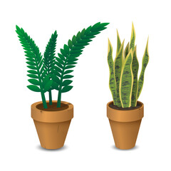 Potted plants in pot for house