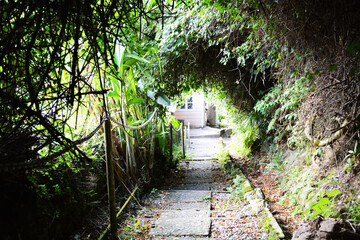 Obraz premium tunnel in the park