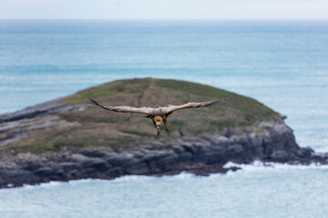 Fototapeta premium GRIFFON VULTURE - BUITRE LEONADO (Gyps fulvus), Sonabia, MONTAÑA ORIENTAL COSTERA, Cantabrian Sea, Castro Urdiales Municipality, Cantabria, Spain, Europe