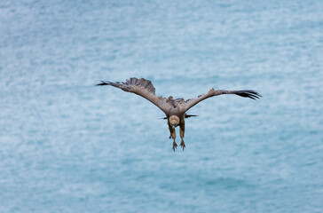 GRIFFON VULTURE - BUITRE LEONADO (Gyps fulvus), Sonabia, MONTAÑA ORIENTAL COSTERA, Cantabrian Sea, Castro Urdiales Municipality, Cantabria, Spain, Europe