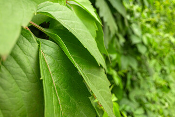 Gynostemma pentaphyllum is species of herbaceous plants from genus Gynostemma of  Pumpkin family. Natural background. Botanical pattern with beautiful fresh green leaves