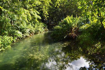 Forest, River