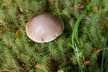 mushroom flywheel on a mossy swamp on a sunny autumn day