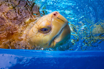 tartaruga de olhos azuis