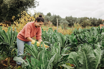 Woman wearing jeans, sweater and rubber gloves cultivating cabbage. Female farmer working in...