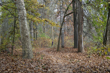 sentiero nel bosco in autunno con vista in lontananza di ragazza che fa jogging