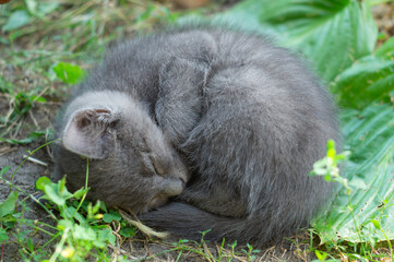 Gray fluffy kitten sleeps on the grass curled up