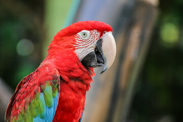 A red and green parrot perched on a branch.