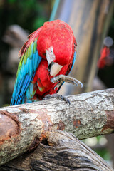 A flock of red and blue parrots perched on a branch.
