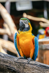 Yellow and blue parrots perched on a branch