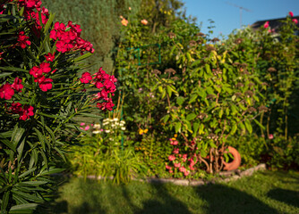 Nice oleanders in the garden in summer