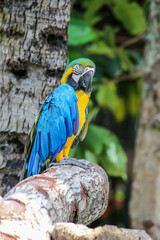 Yellow and blue parrots perched on a branch