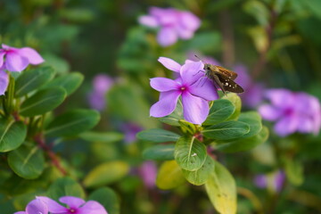 bee on flower
