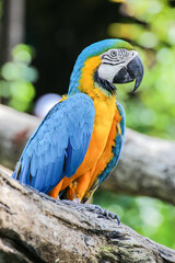 Yellow and blue parrots perched on a branch