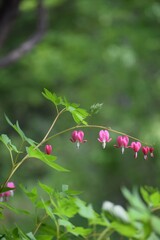 bleeding heart flowers
