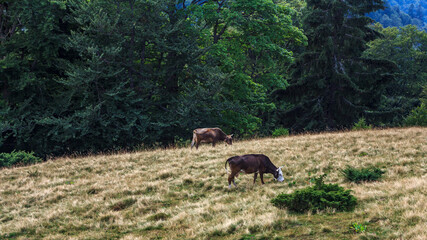 Cows graze in a mountain pasture