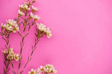 Fototapeta na wymiar Chamelaucium flowers on a bright pink background . spring theme. 